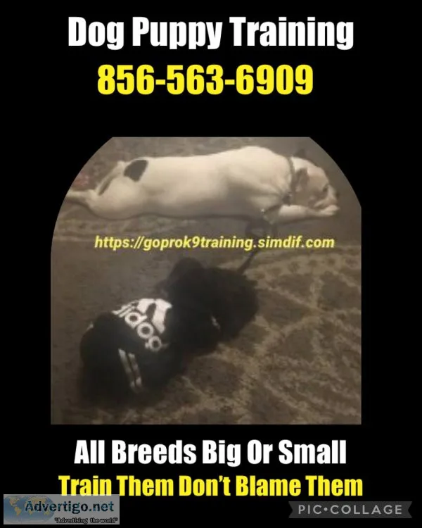K9 training services