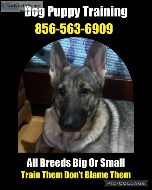 An all breed dog trainer