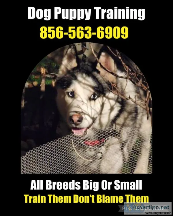 Pro affordable obedience training