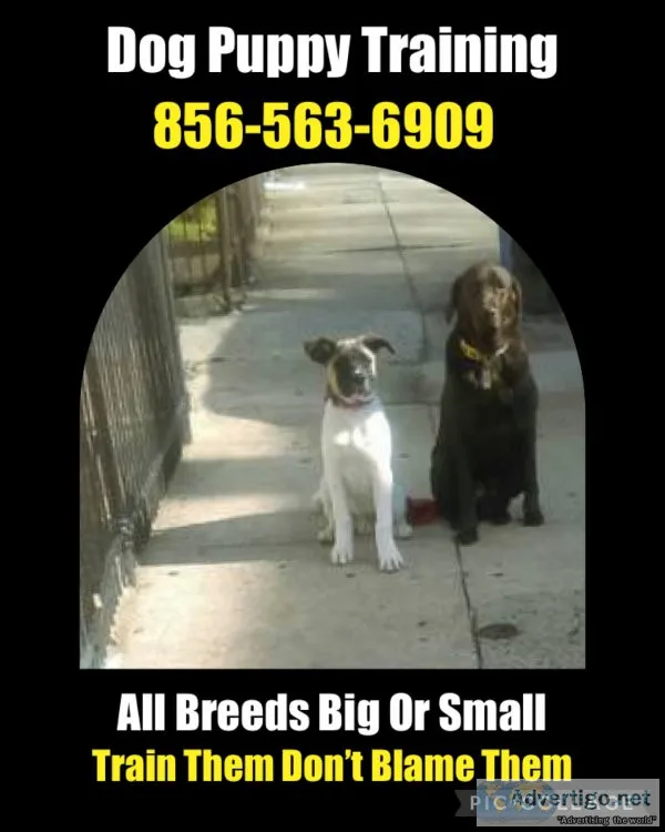 K9 training services