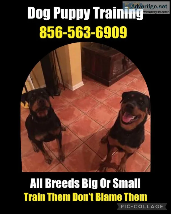 An all breed dog trainer
