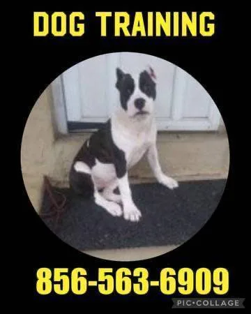 K9 obedience program deal