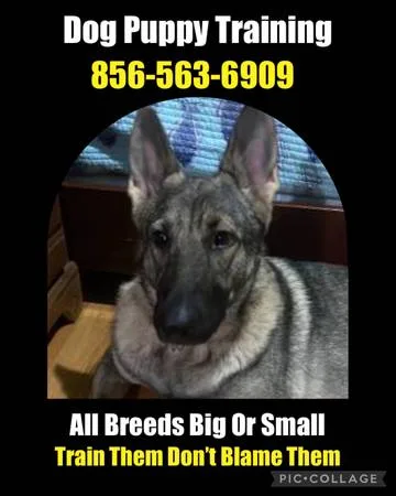 K9 training services