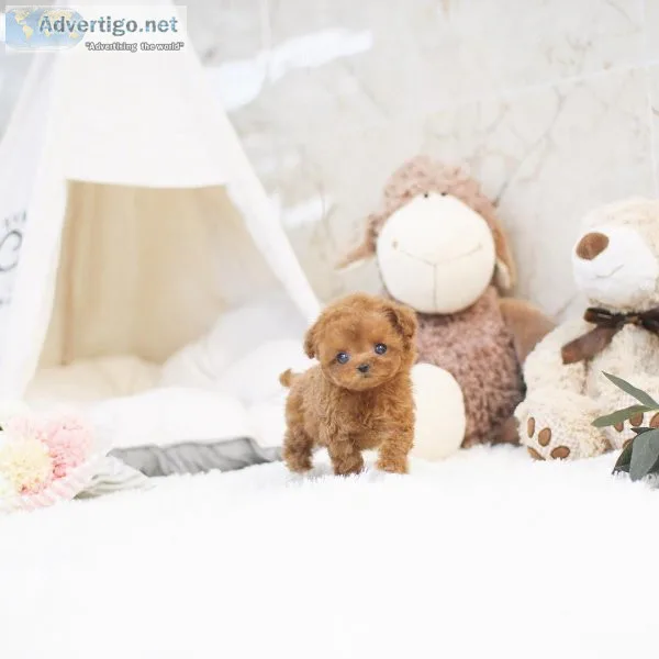 Teacup/toy poodle puppies