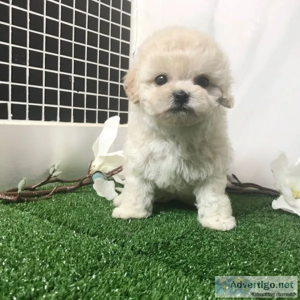 Teacup/toy poodle puppies