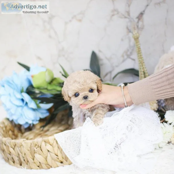 Teacup/toy poodle puppies