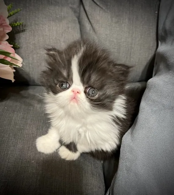 Adorable male persian kitten for sale