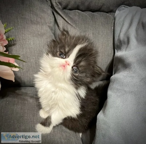 Adorable male persian kitten for sale