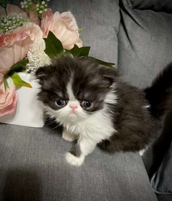 Adorable male persian kitten for sale