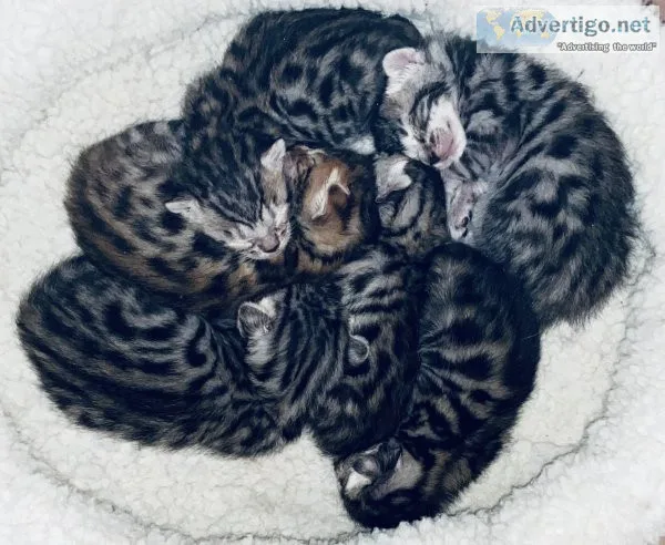 Bengal kittens