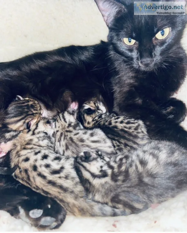 Bengal kittens