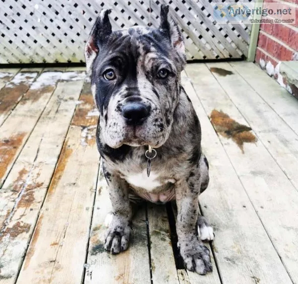 Blue cane corso puppies for sale