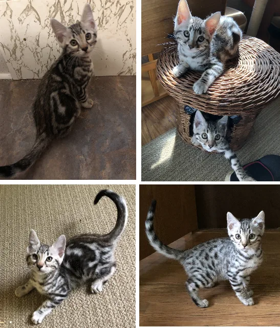 Bengal kittens