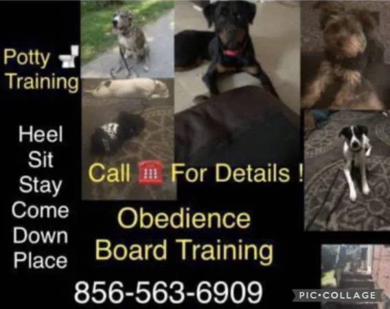 An all breeds k9 tr4iner