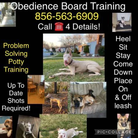Family k9 obedience program