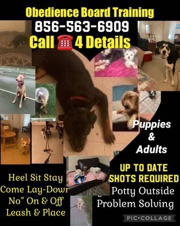 An all breeds k9 tr4iner