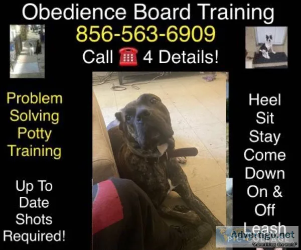 Dog puppy trainer