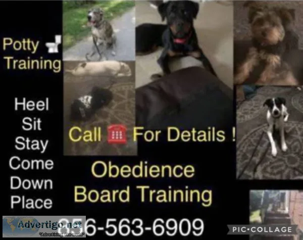 Working with problem dogs ????
