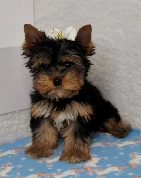 Akc yorkshire terrier puppies