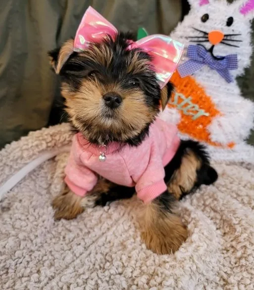 Akc yorkshire terrier puppies