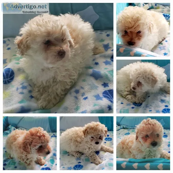 Poodle / toy
