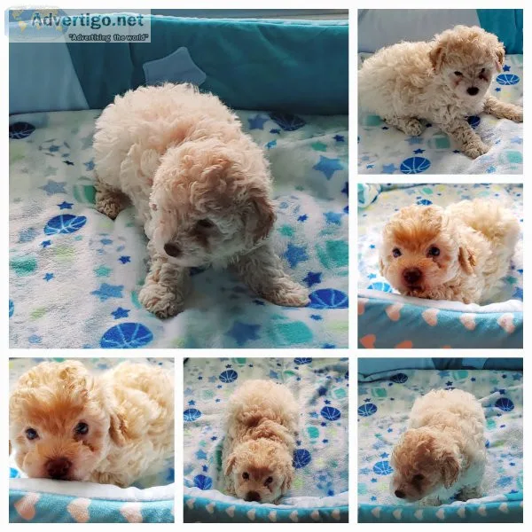 Poodle / toy
