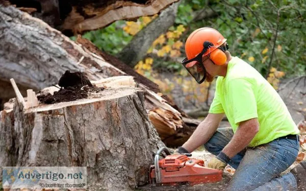 Why stump removal is important for your yard?s health?
