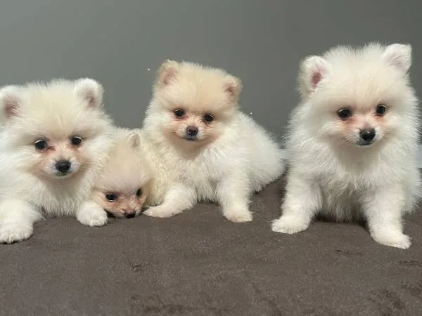 Sweet pomeranian puppies available