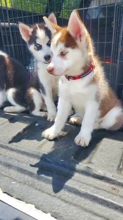 Siberian husky puppies