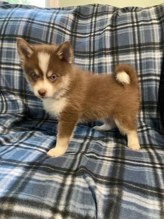 Adorable pomsky puppiees