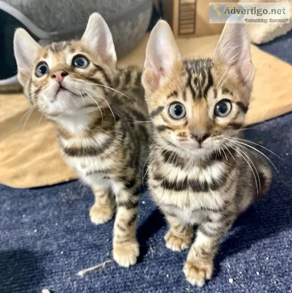 Bengal kittens kitten cat