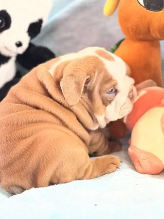 Great english bulldogs