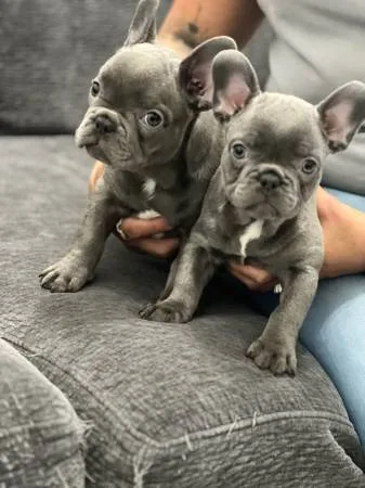 Blue french bulldogs meliii