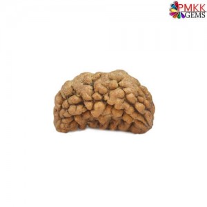 Shop 1 mukhi rudraksha | one mukhi rudraksha at best price