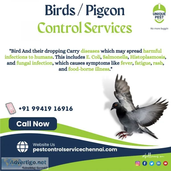 Bird / pigeon control service at friendly cost