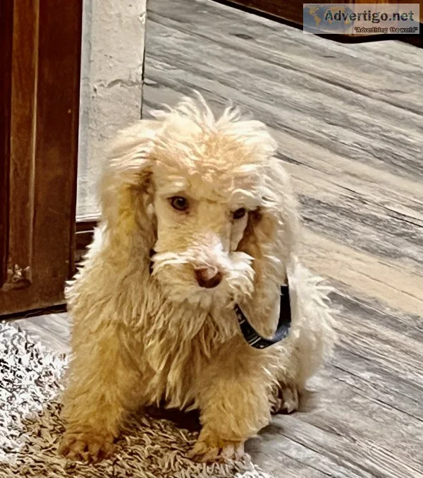 Poodle puppy