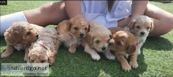 Cavapoo puppies available