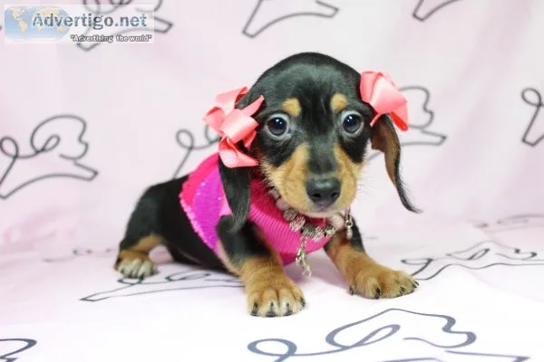 World cutest puppies