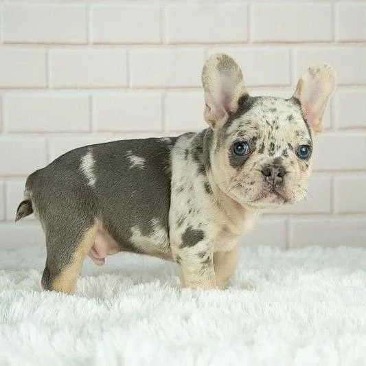 Beautiful, friendly french bulldog puppies