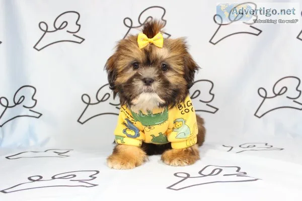 World cutest puppies