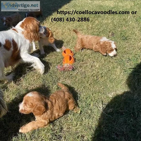 Cavapoo puppies available