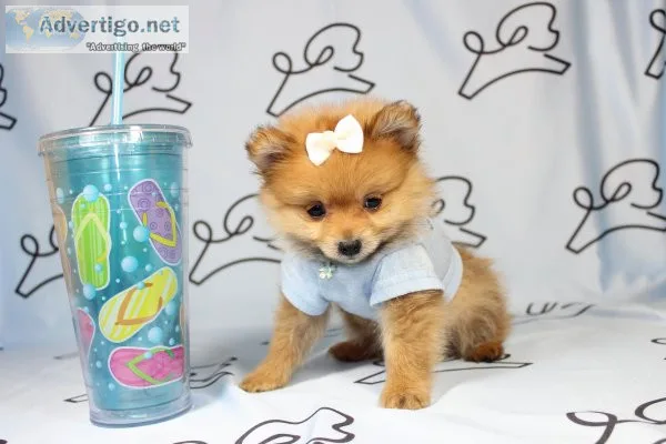 World cutest puppies
