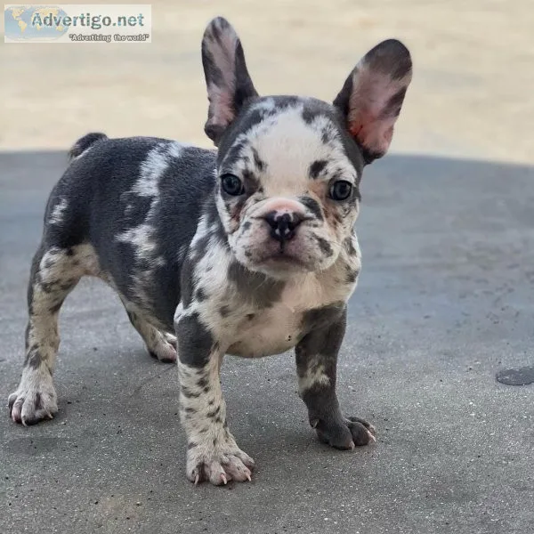 Beautiful, friendly french bulldog puppies