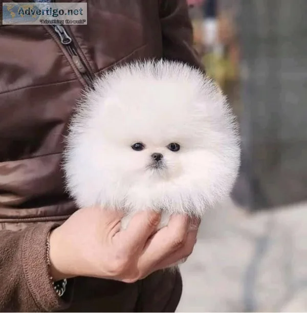 Cute little teacup pomeranian puppy
