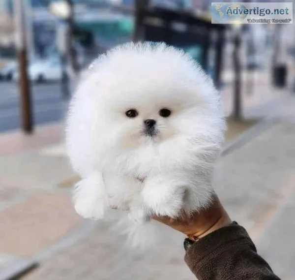 Cute little teacup pomeranian puppy