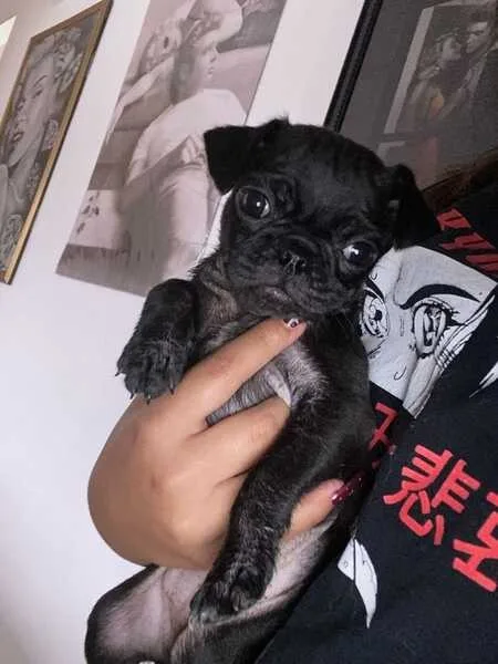 Aamzing pug puppies
