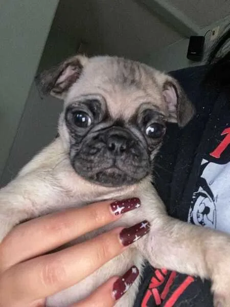Aamzing pug puppies