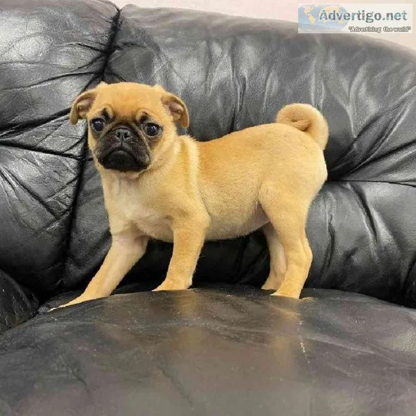 Aamzing pug puppies