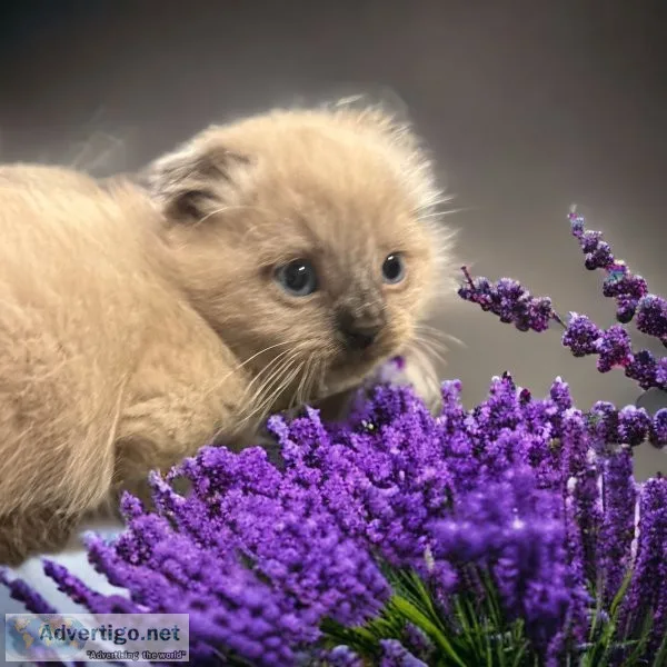 Scottish fold kittens for sale