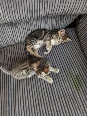 Bengal kittens